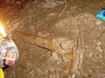 Nález kostry jeskynního medvěda v jeskyni Mesačný tieň
